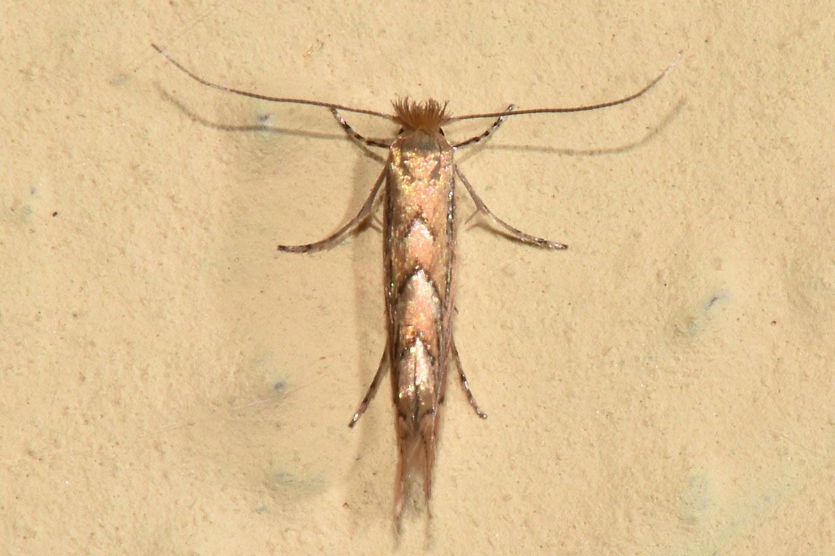 Gracillariidae: Phyllonorycter messaniella